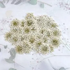 화이트 레이스 플라워*미니 미니 눌러 꽃 소재 4