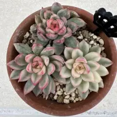 tococo様 リクエスト 3点 まとめ商品