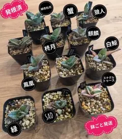 【鉢ごと発送】人気のチタノタ12種セット【ネームタグ付】のサムネイル