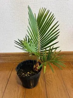 ソテツ 子株 未発根 発根管理中 - メルカリ