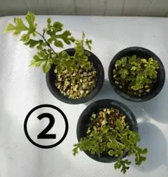 ②斑入り桑の木３本セット ミニ盆栽 鉢から抜いて発送します 希少