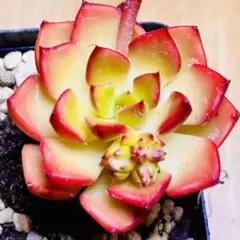 多肉植物 ☘️レティジア☘️韓国苗育成 抜き苗 e102のサムネイル