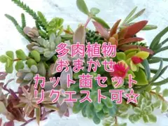 多肉植物☆カット苗セット 小パック【第四種郵便】