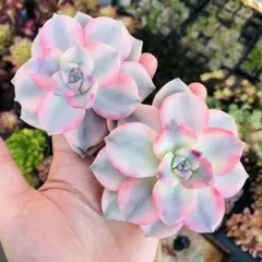 2026年最新】パープルディライト錦の人気アイテム - メルカリ