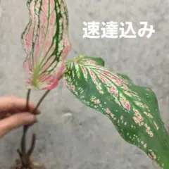 カラジウム　ピンクシンフォニーのサムネイル