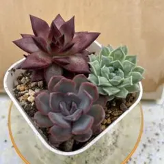 2026年最新】多肉植物 韓国苗 セットの人気アイテム - メルカリ