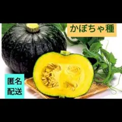 無農薬！洋種かぼちゃの種　25粒のサムネイル