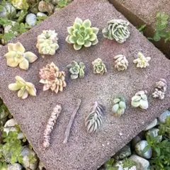 2026年最新】多肉植物 ミニベル錦の人気アイテム - メルカリ