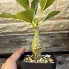 早い者勝ち！国内実生ウィンゾリーと3Dプリンター鉢付き！メルカリ便込み！ 早い者勝ち！国内実生ウィンゾリーと3Dプリンター鉢付き