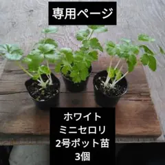 フミ様専用　ホワイトミニセロリ　2号ポット苗3個