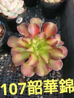 ☆多肉植物☆１０７韶華錦・アエオニウム年末セール☆