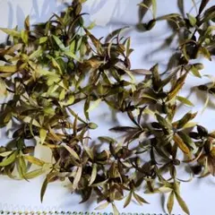 つくばねの実２００個 2025年最新】ツクバネ 実の人気アイテム - メルカリ