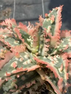 アロエ　ハイブリッド　Aloe hybrid 第四種　JLー17 アロエ ハイブリッド Aloe hybrid 第四種 JLー23 - メルカリ