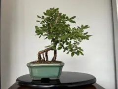 ムレスズメ　盆栽　小品　花もの　樹高28㎝ c*n様 サービスオークション ムレスズメ 盆栽 足元良い 小品 花もの