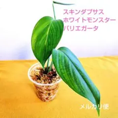 スキンダプサス ケンカナ ピースンマーブルのおまけ付きL5 2026年最新】scindapsusの人気アイテム - メルカリ