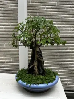 イチョウ盆栽 根張り良好 幹径約φ25cm 樹勢良好 - メルカリ