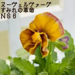 2025年最新】ビオラヌーヴェルヴァーグすみれの革命の人気アイテム