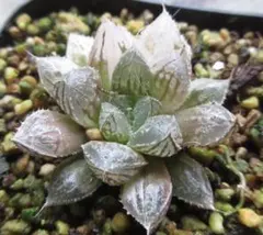 O*Z様 多肉植物 ハオルチア 氷の恋人 美株 新品種 糊斑 - メルカリ