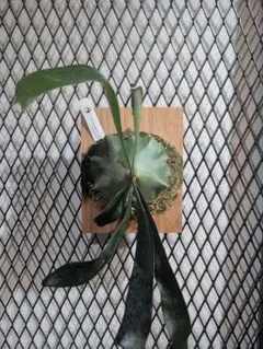Hymenophyllum acanthoides 増殖株 シダ コケシノブ - メルカリ