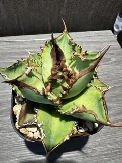 オテロイ　実生 アガベ・チタノタ／オテロイ実生、成長記録②(Agave Titanota