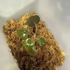 Begonia sp.sarawak ベゴニア 白玉❣️原種ベゴニア B - メルカリ