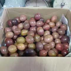 訳あり】沖縄県産パッションフルーツ3kg サイズ不揃い - メルカリ