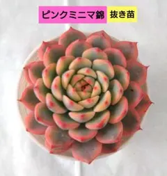 ジャム様 リクエスト 2点 まとめ商品