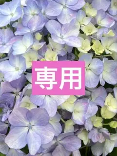 【ポテコ様専用】引きこもり令嬢は皇妃になんてなりたくない！4/他4冊