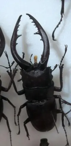 【コエポン】外国産クワガタ♂3点　標本セット 昆虫標本 コクワガタ標本セット オス6匹、メス3匹 - メルカリ