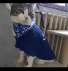 Item thumbnail for item c28b21fa-1a45-4a52-b26d-e8f2597e5ce5