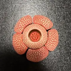 ラフレシア　ガチャガチャ