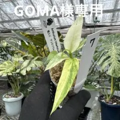 GOMA様専用　ご確認用　ビッタリフォリウム斑入りのサムネイル