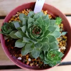 n  名前付きセンペルビウム9苗セットN n 名前付きセンペルビウム9苗セットN