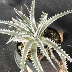 タイラント Tyrant ディッキア　発根済みカキ子①