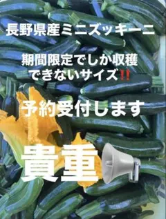 長野県産ミニズッキーニ‼️期間限定収穫‼️農家直送予約受付のサムネイル
