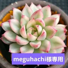 meguhachi様 リクエスト 2点 まとめ商品