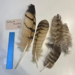ハンドメイド　リメイク　飾り　インテリア　弓道　羽　替え羽　猛禽類　鷹の羽根 ハンドメイド リメイク 飾り インテリア 弓道 羽 替え羽 猛禽類