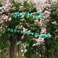 アルテイシア ダイクン様 リクエスト 4点 まとめ商品