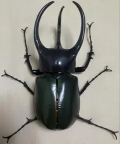 いきもの大図鑑アドバンス コーカサスオオカブト モーレンカンプ