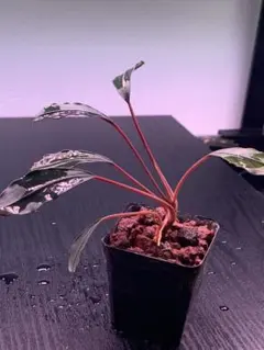 ブセファランドラ sp。ピンクレディ　セット6株 ブセファランドラsp ピンクレディ bucephalandra.sp PinkLady