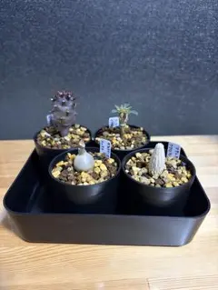 国内実生4株セットのサムネイル
