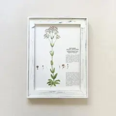 アンティーク植物標本 2点セット 額装付 ボタニカルアート フランス