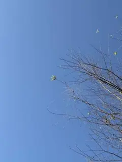 tomato様専用ページ