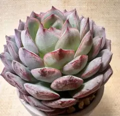 M*i様 2851新入荷　エメラルドワルツ　エケベリア　多肉植物　撮影2月24日