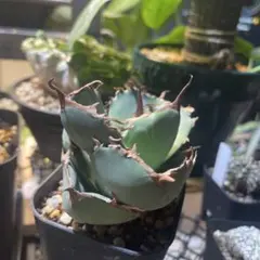 2026年最新】アガベ ジャガーノートの人気アイテム - メルカリ