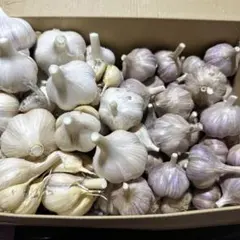 『訳あり』　赤紫色のニンニクと白色のにんにく各半分　合わせ1kgのサムネイル