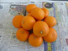 ＜柑橘＞せとか　愛媛県産　小玉　約３Ｋｇ（梱包状態）