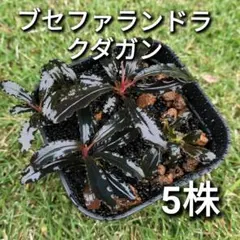 ブセファランドラ クダガン 3株セット - メルカリ