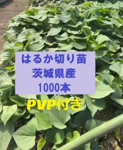 紅はるか切り苗 1000本 茨城県産 PVP付き サツマイモ苗 大口対応可