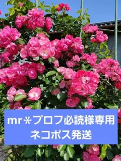 mr＊プロフ必読様専用　ネコポス発送　アンジェラ　つるバラ　苗木　ピンク